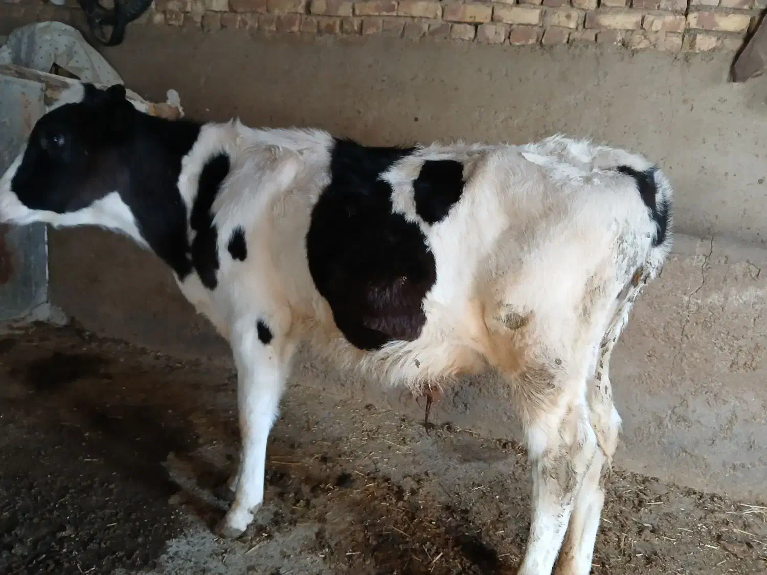 گوساله نر جنس عالی|حیوانات مزرعه|گلپایگان, |دیوار