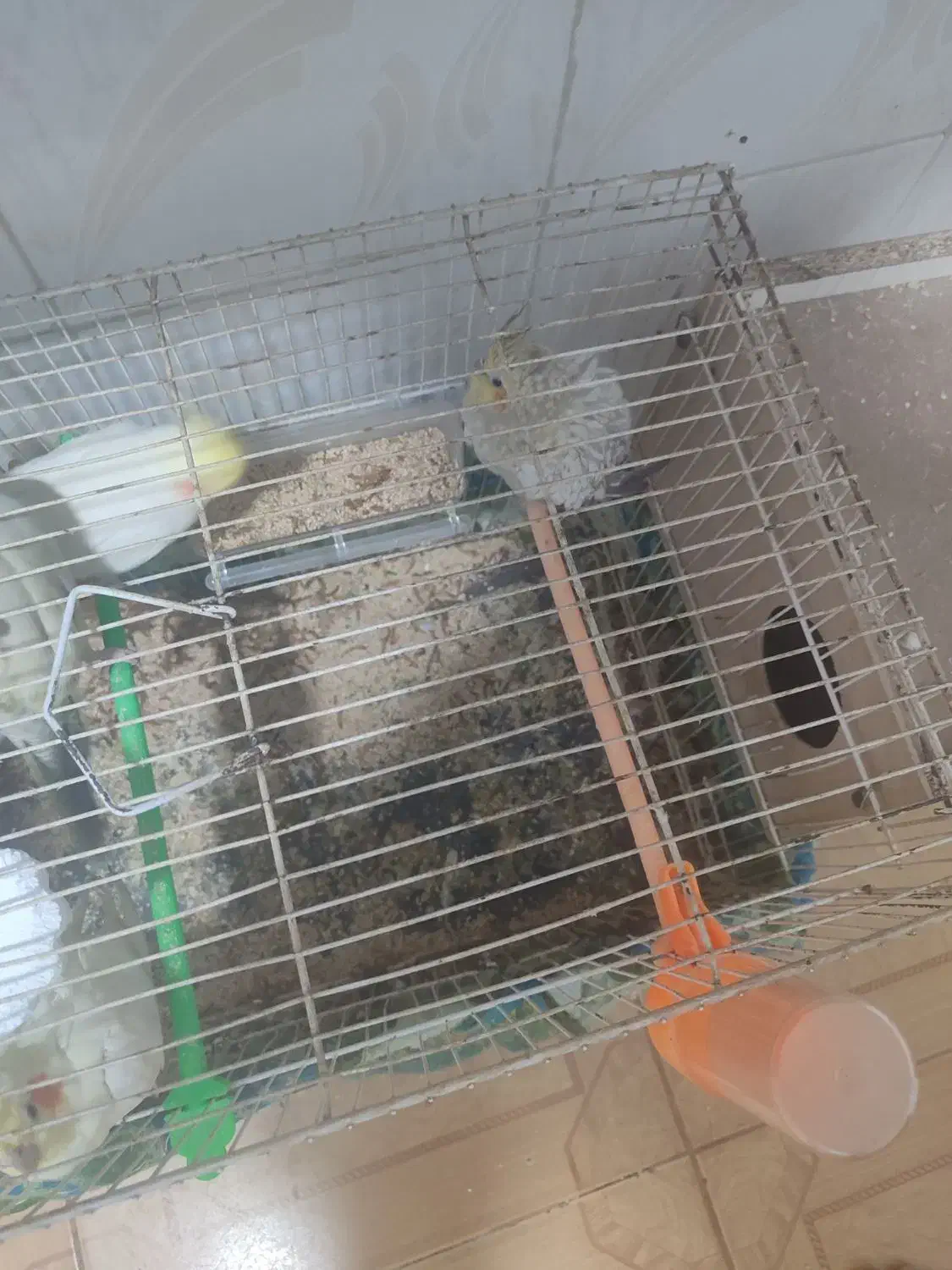 پرنده عروس هلندی|پرنده|مشهد, امیرآباد|دیوار