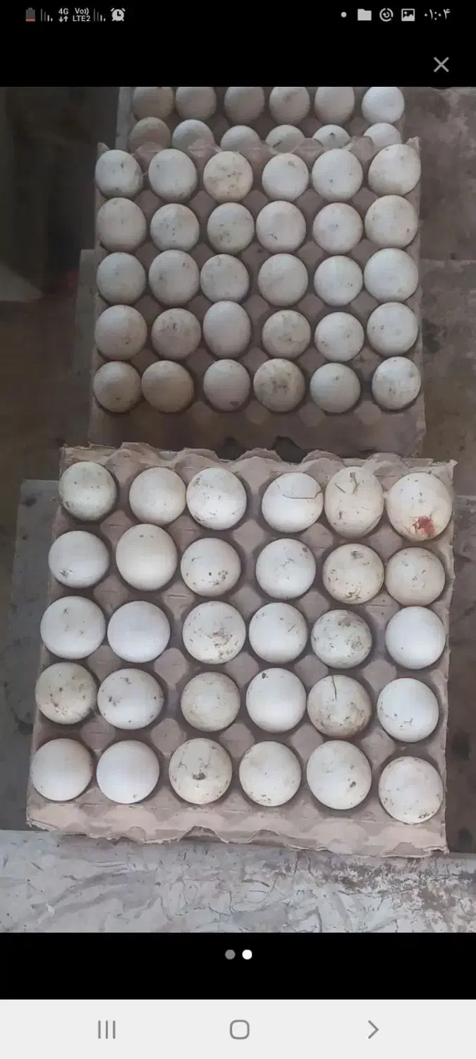 جوجه۱روزه|حیوانات مزرعه|اهواز, پردیس|دیوار