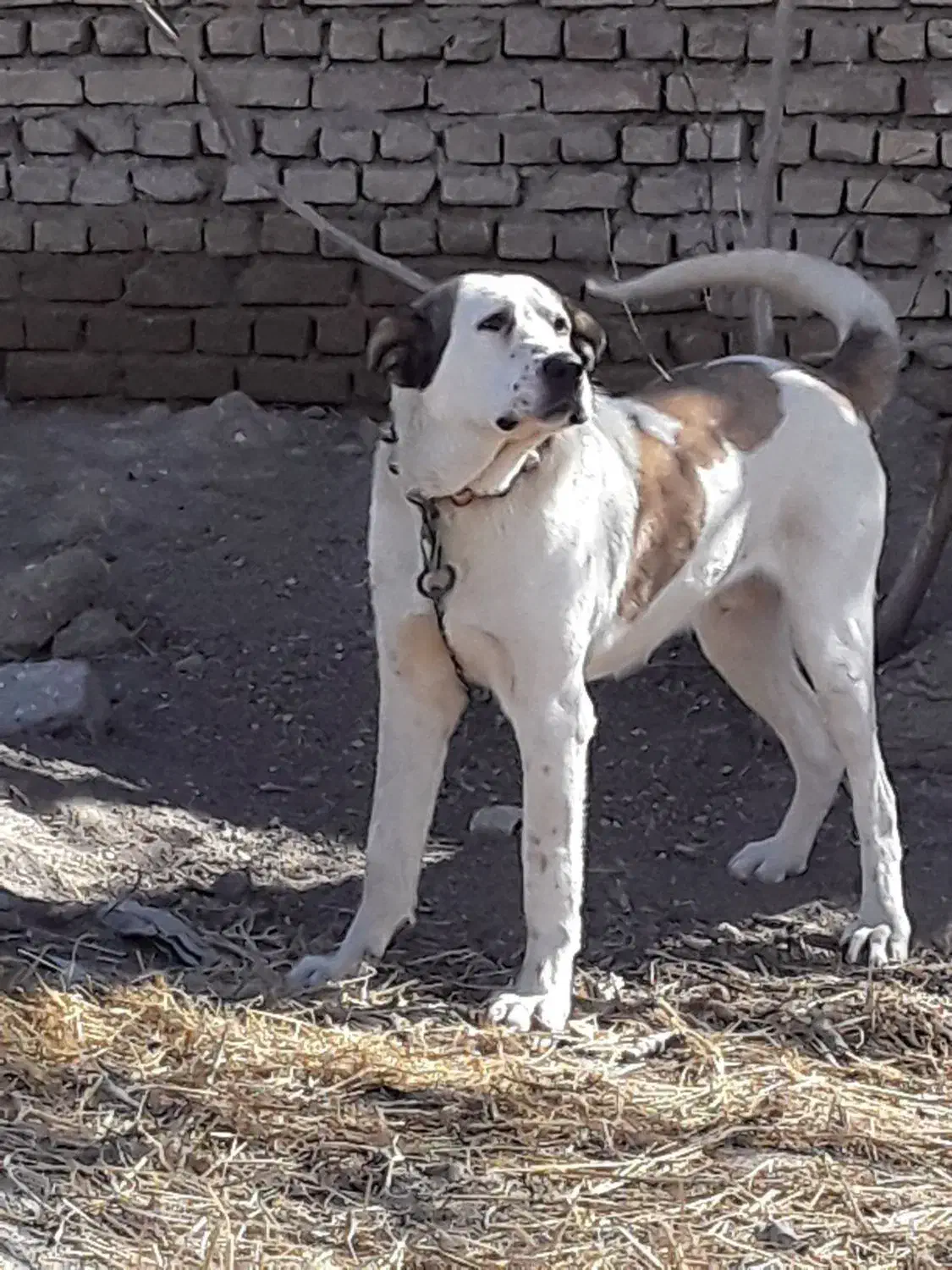 سگ سرابی|سگ|مبارکه, |دیوار