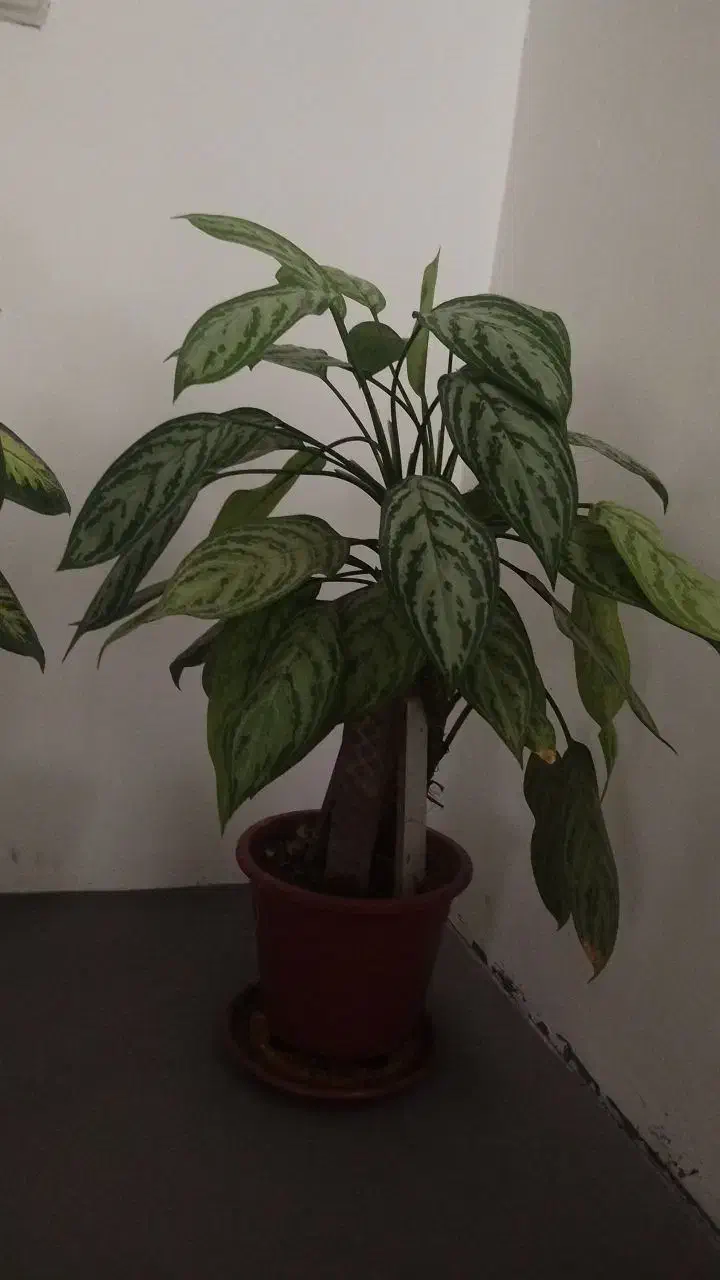 گل دیفن|گل و گیاه طبیعی|سنقر, |دیوار