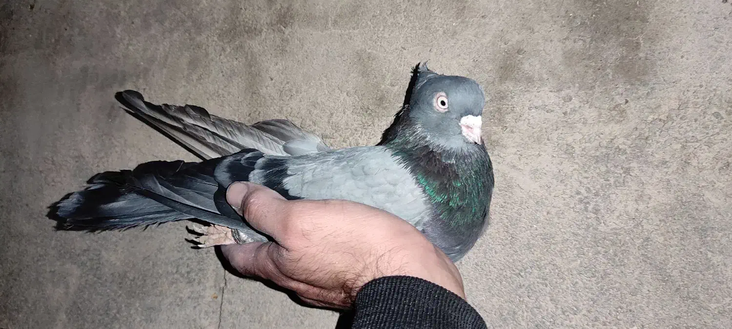 کبوتر سبز شهرضا|پرنده|شهرضا, |دیوار