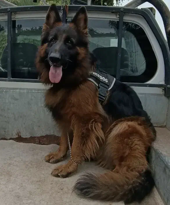 توله سگ ژرمن شولاین موبلند بلک فیس کینگ سایز|سگ|تهران, زرگنده|دیوار