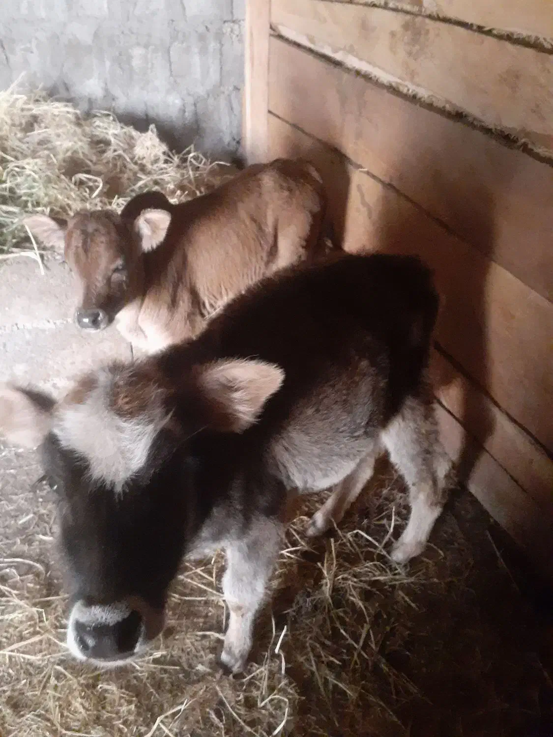 فروش فوری گاو با گوساله|حیوانات مزرعه|فریم, |دیوار