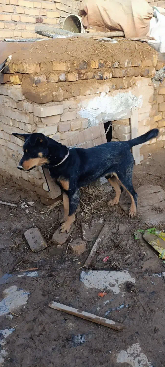 سگ گرگی|سگ|ایجرود, |دیوار