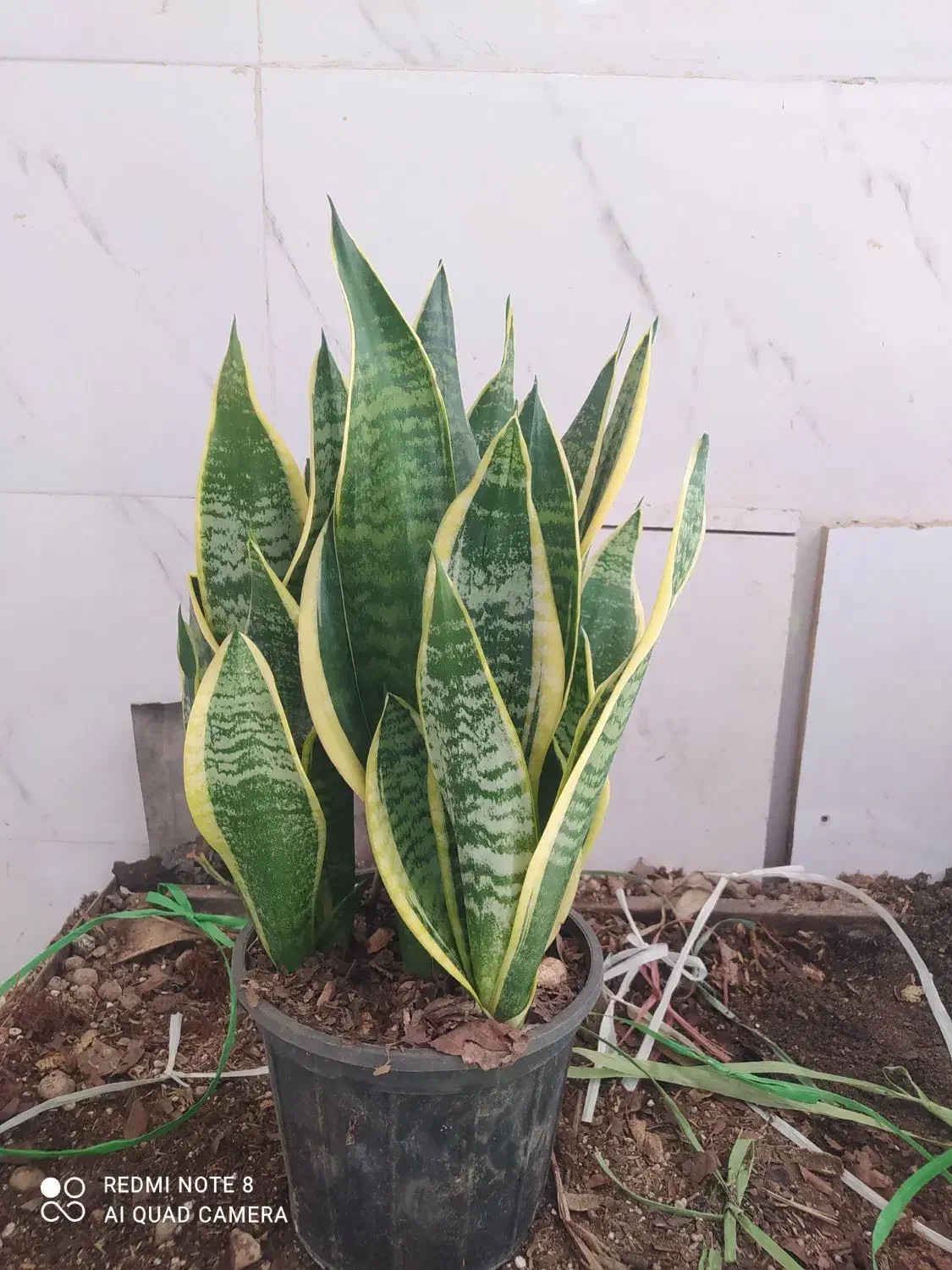 گل و گیاه سانسوریا ابلق|گل و گیاه طبیعی|اهواز, سیصد دستگاه|دیوار