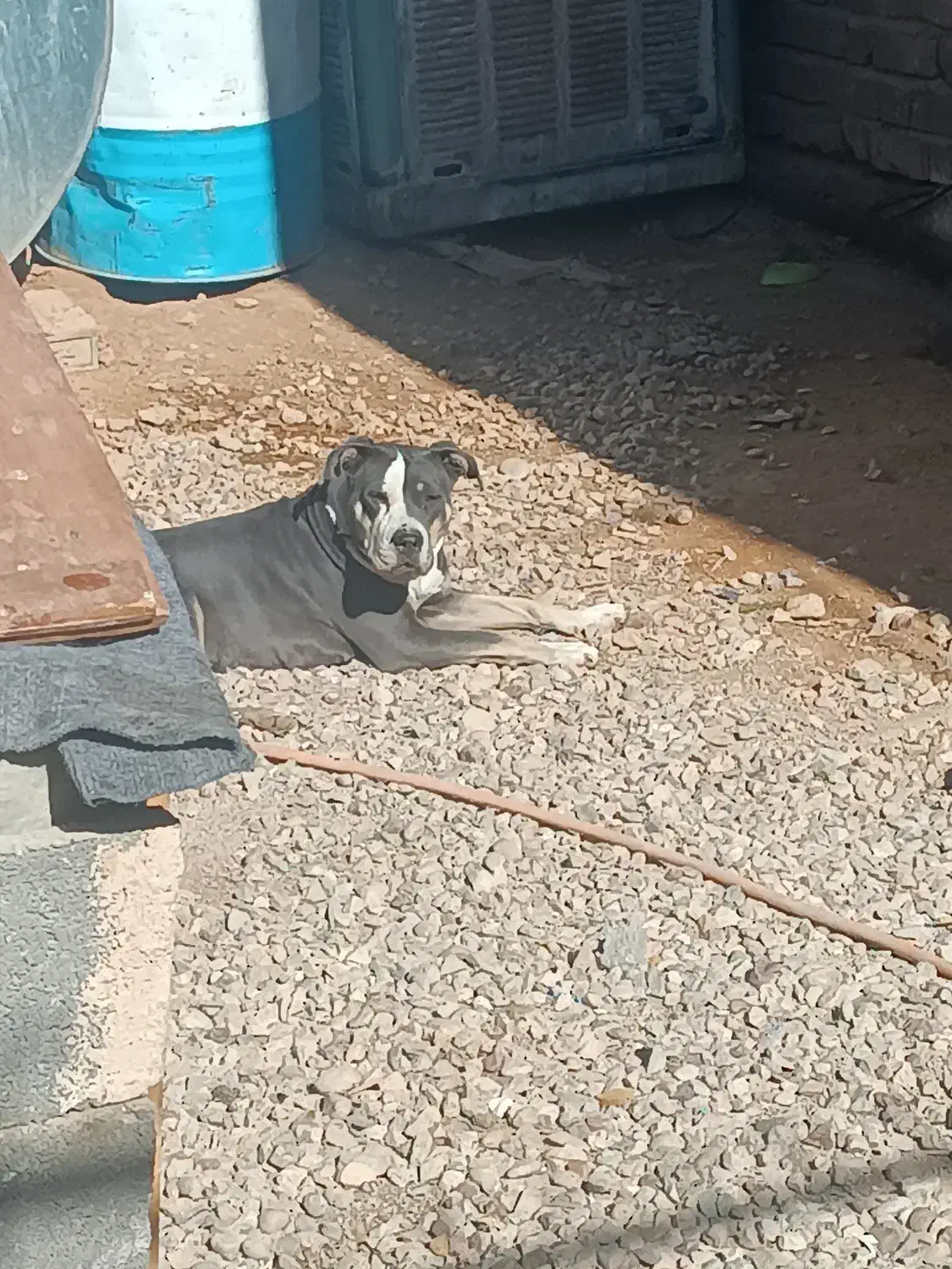 سگ پیتبول|سگ|شیراز, گویم|دیوار