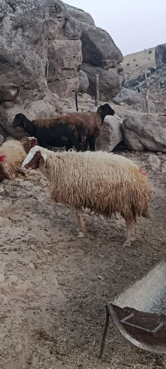 گوسفند|حیوانات مزرعه|دره شهر, |دیوار