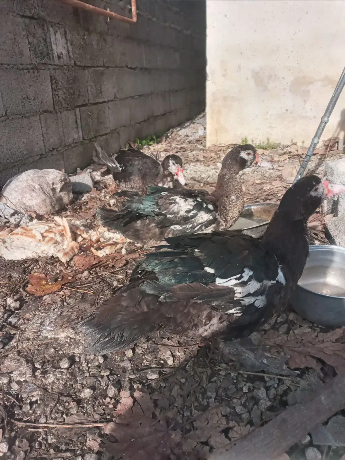 اردک اسرایلی نروماده|حیوانات مزرعه|نوشهر, |دیوار