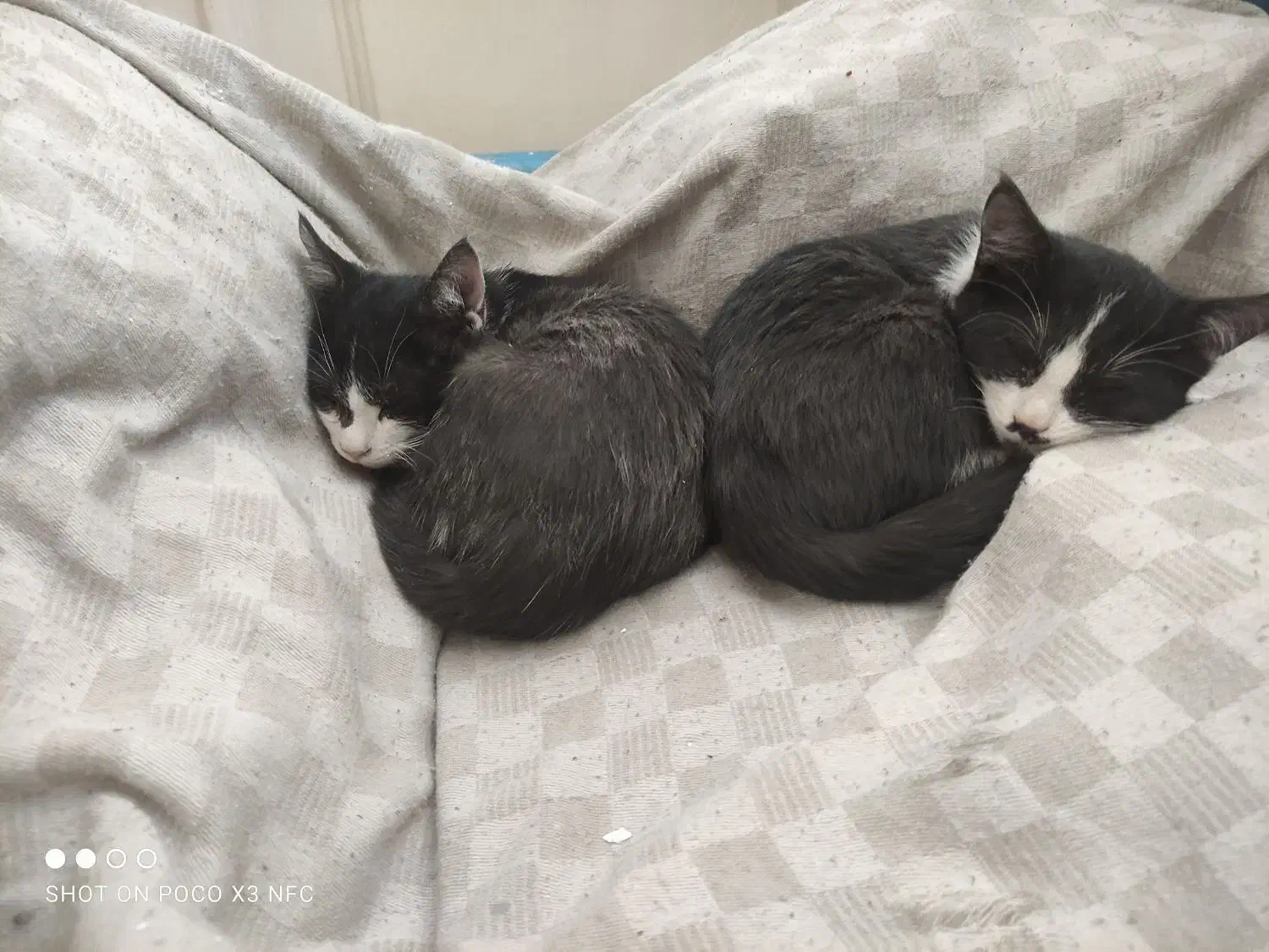 واگزاری 4تا بچه گربه|گربه|کرمانشاه, |دیوار