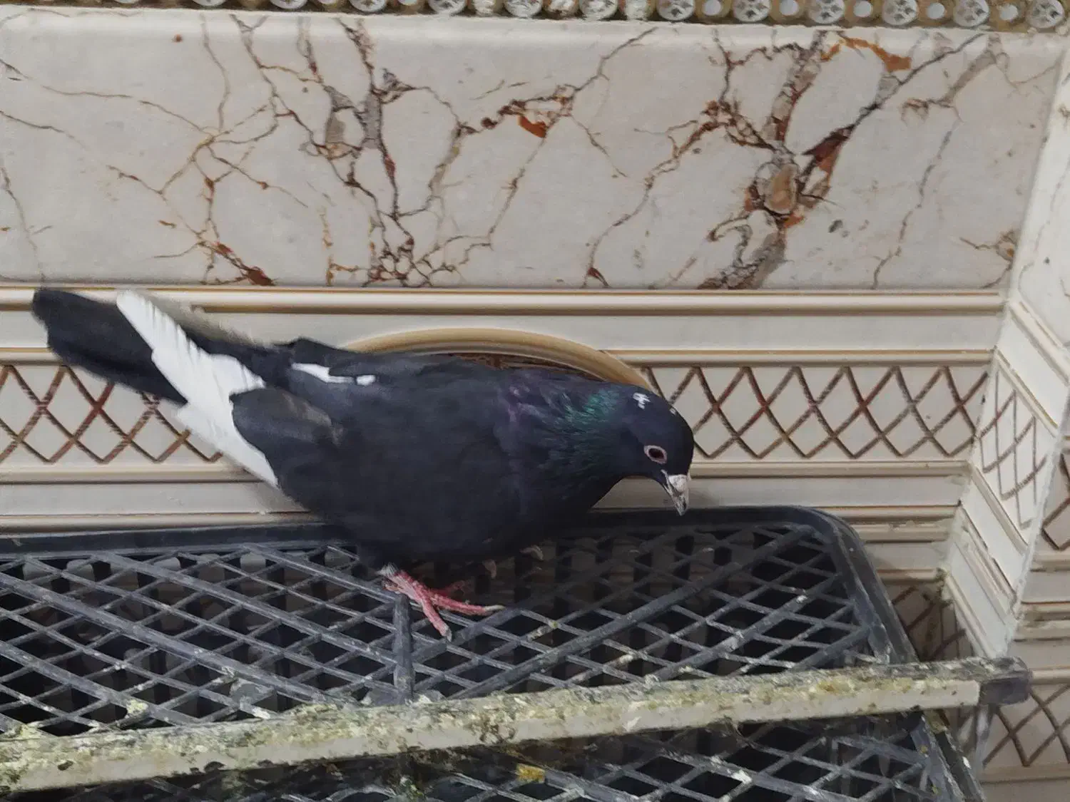 کفتر مینا|پرنده|زاهدان, |دیوار