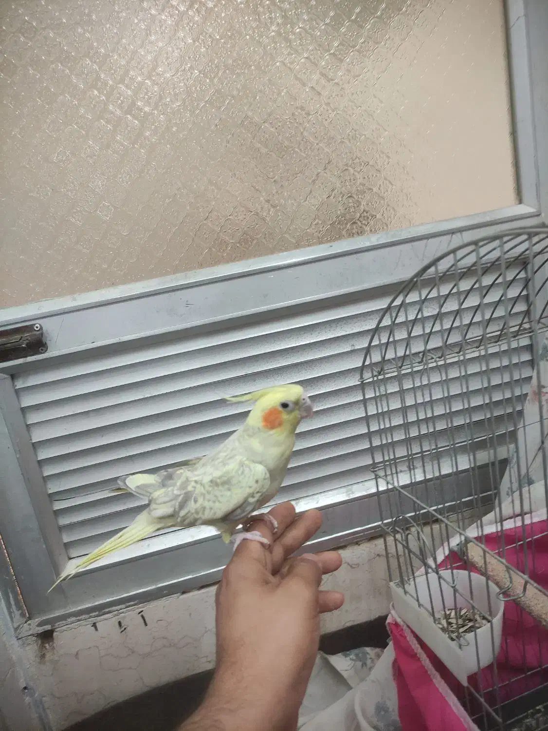 عروس هلندی سخنگو|پرنده|برخوار, |دیوار