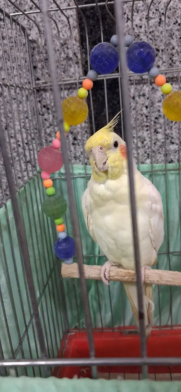 طوطی‌عروس|پرنده|ری, سیزده آبان|دیوار