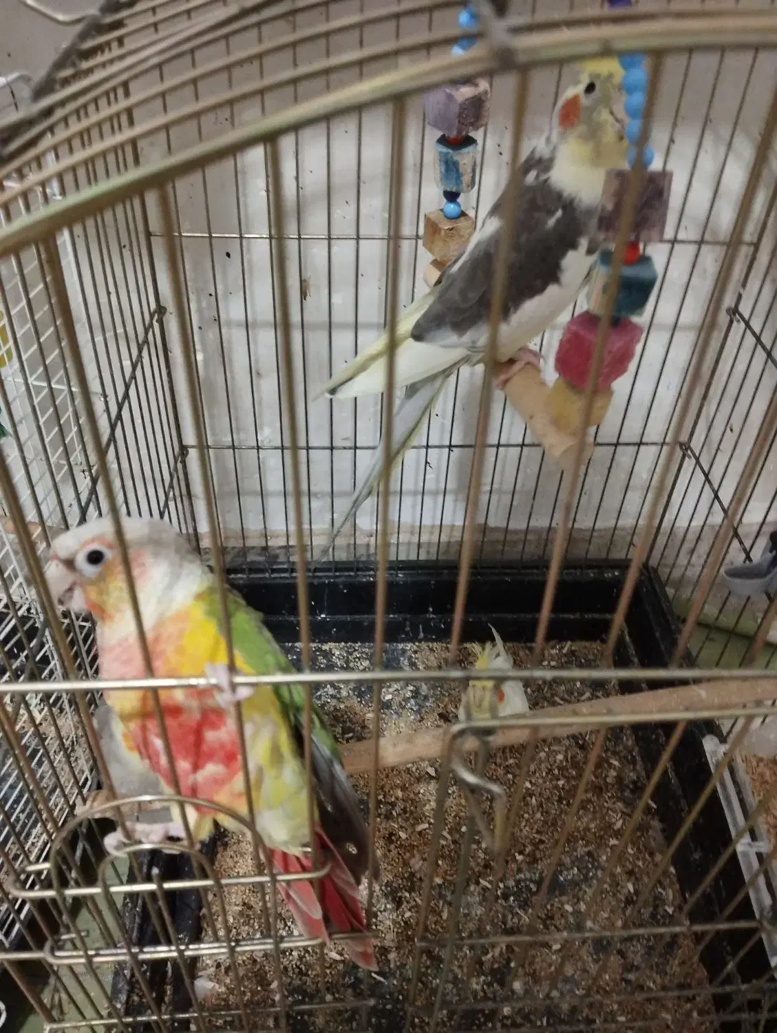 پرنده|پرنده|تولم شهر, |دیوار