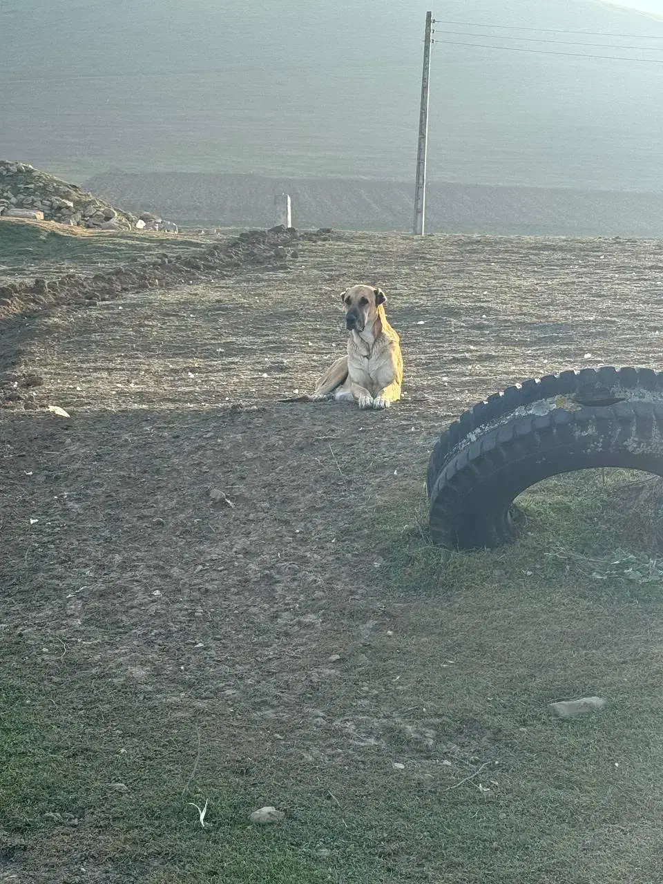 توله سگ سرابی|سگ|بیله سوار, |دیوار