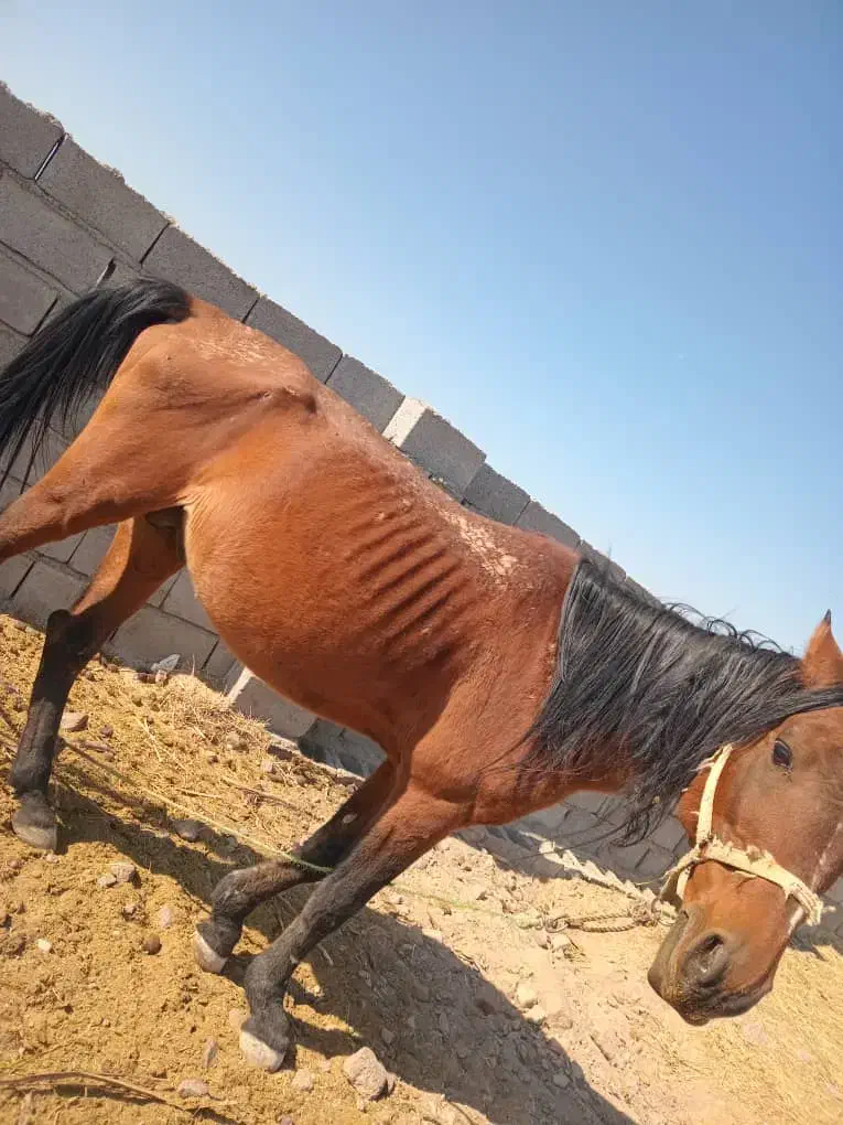 اسب نر|اسب و تجهیزات اسب‌سواری|نرماشیر, |دیوار