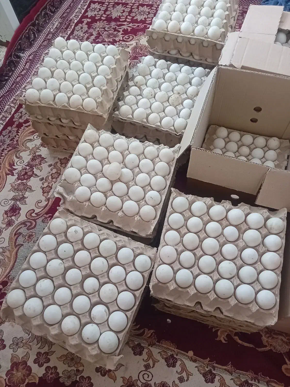 تخم اردک پکنی ومحلی|حیوانات مزرعه|آمل, |دیوار