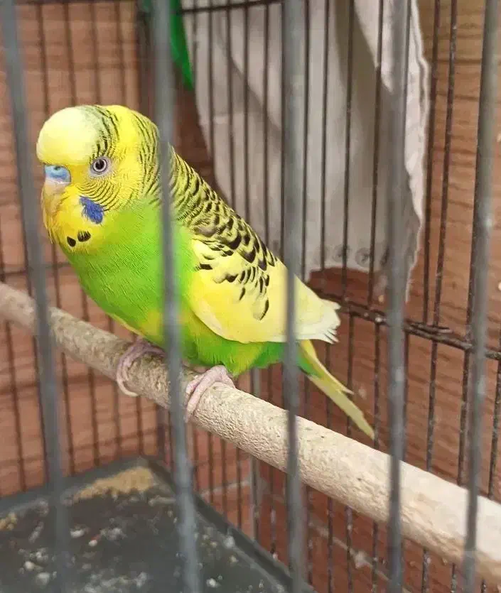 مرغ عشق نر|پرنده|شیراز, درکی|دیوار