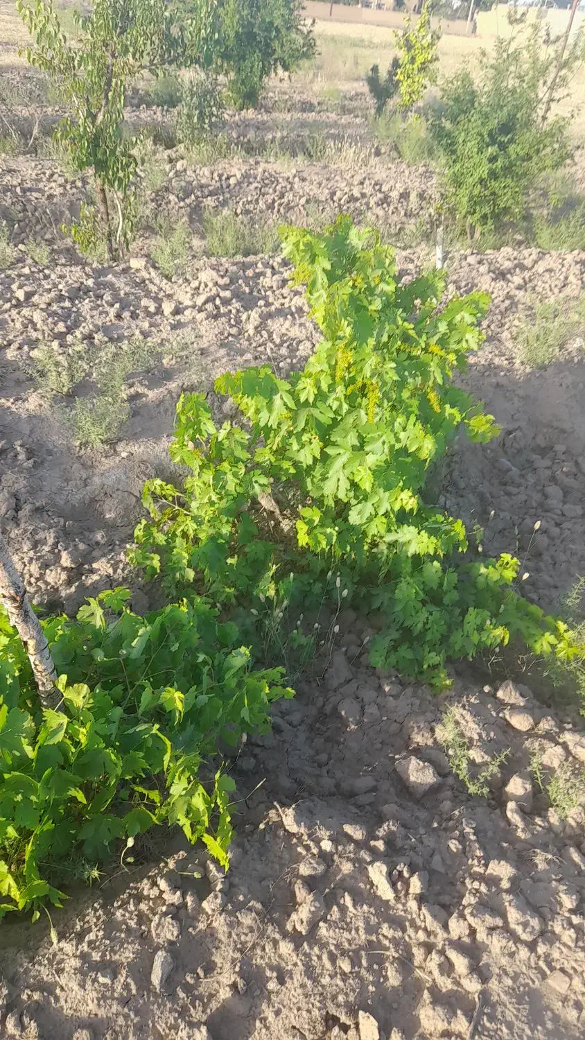 خوراک دام|لوازم جانبی حیوانات|گناباد, |دیوار