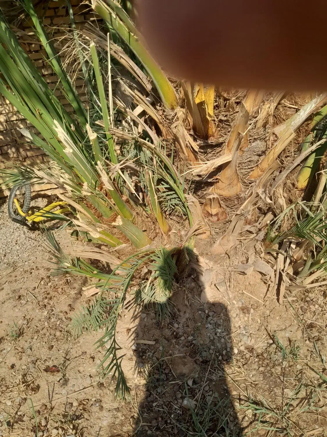 شادگان روستای دریسیه|گل و گیاه طبیعی|شادگان, |دیوار