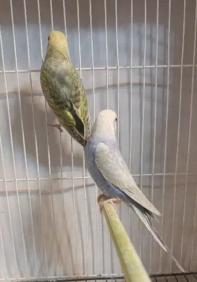 سه جفت مرغ عشق رینبو|پرنده|تربت جام, مطهری|دیوار