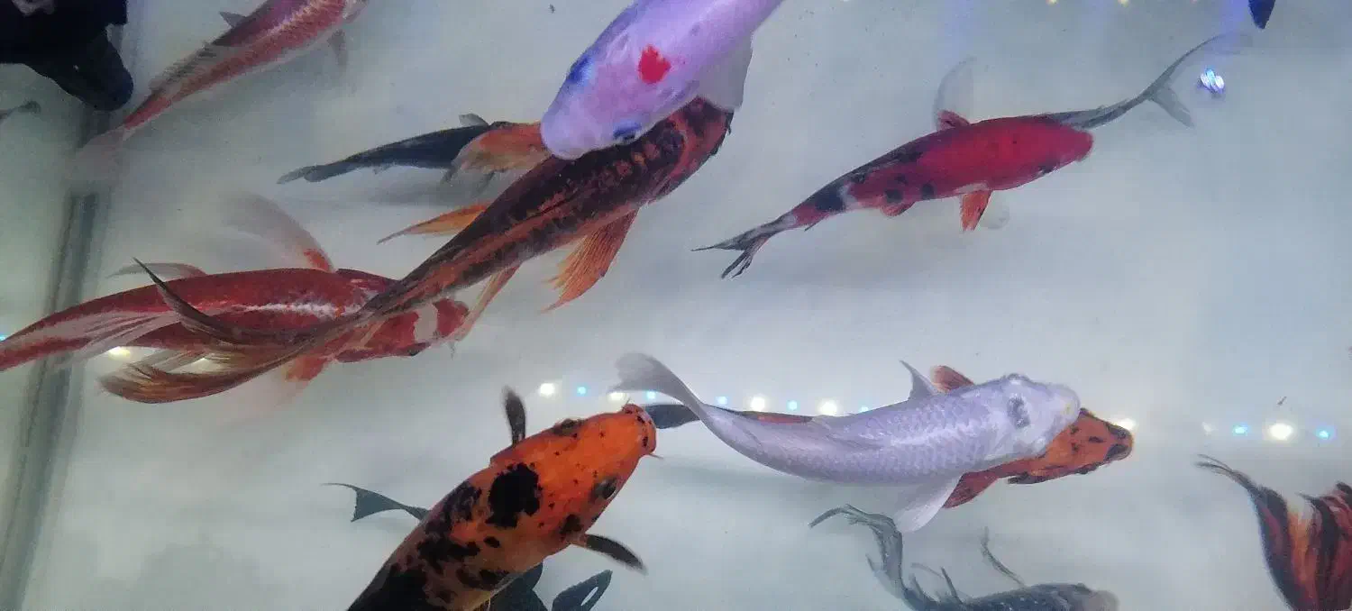 ماهی کوی سوپرباله نژاد 30سانت|ماهی|اراک, |دیوار