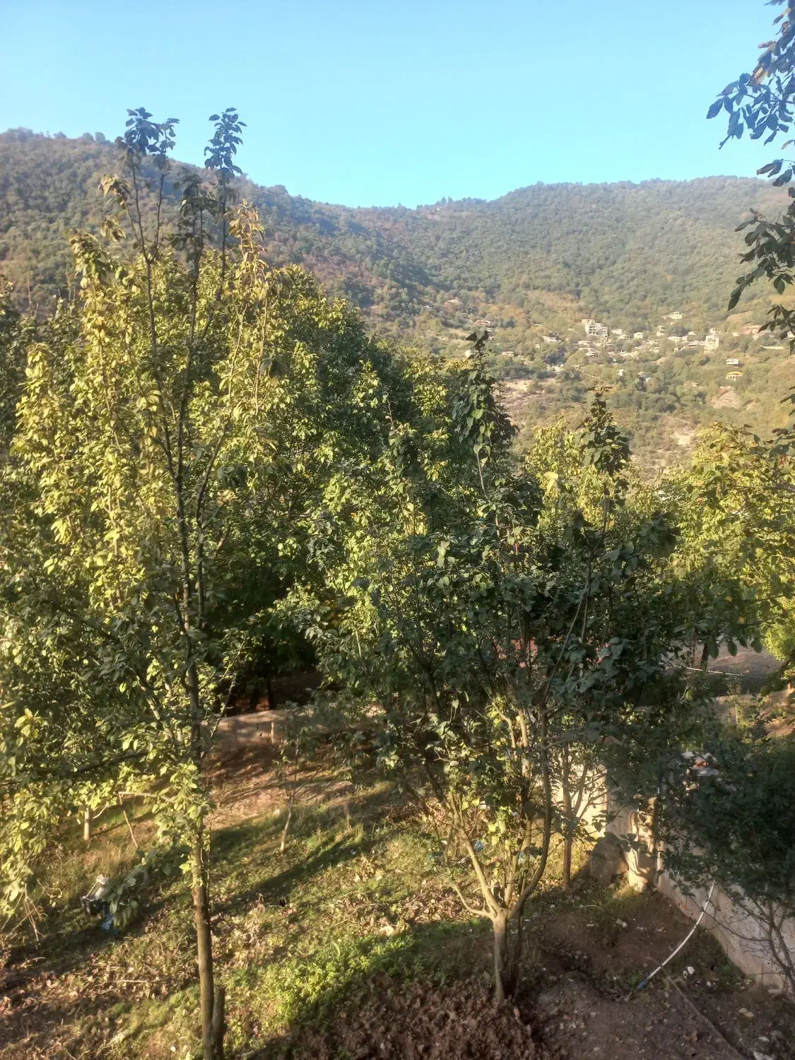 زمین باغی در روستای چلی سفلی لوکال|فروش زمین و ملک کلنگی|فاضل آباد, |دیوار