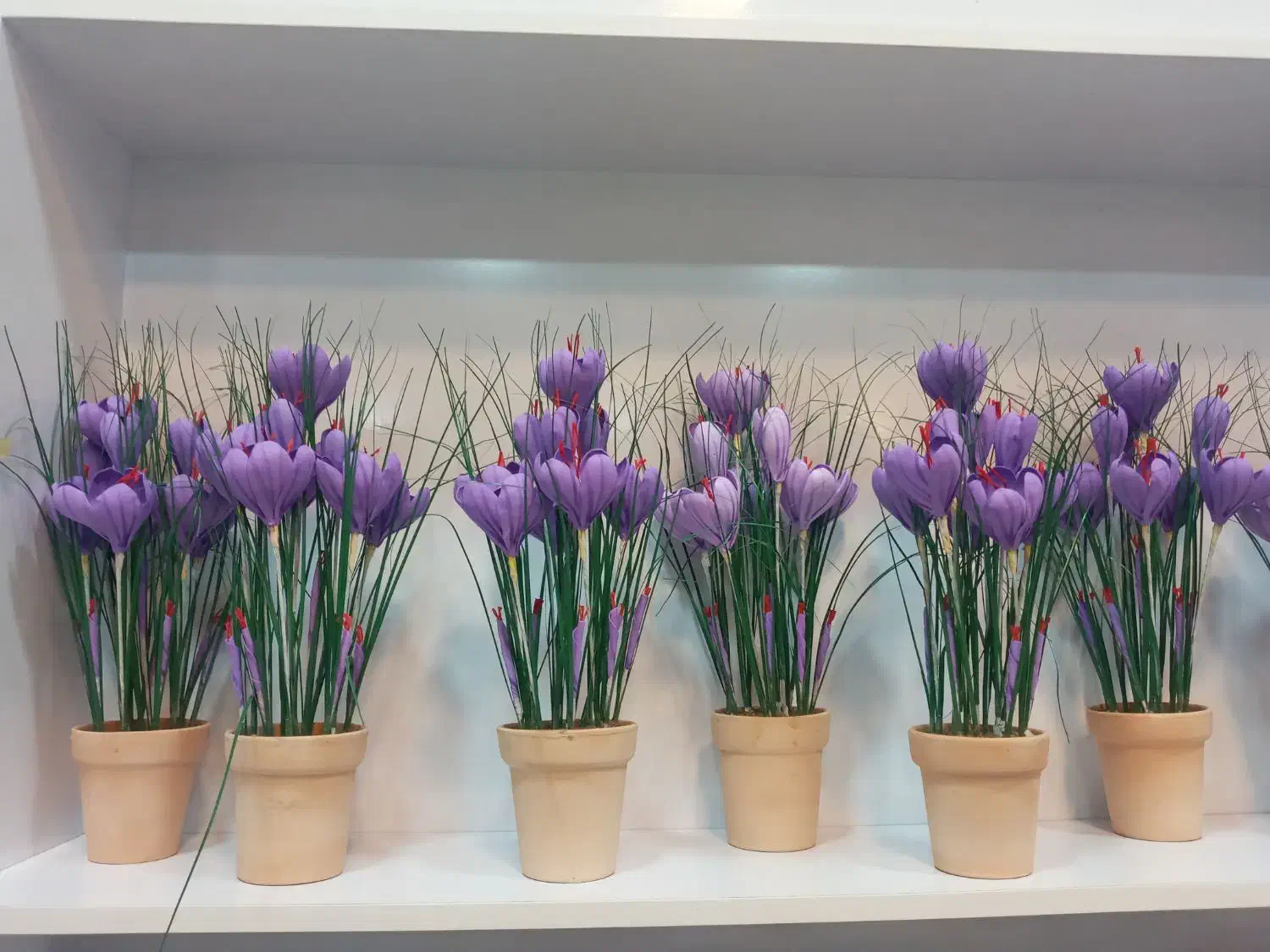 گل زعفران (مصنوعی )|فعالیت داوطلبانه|مشهد, هفده شهریور|دیوار