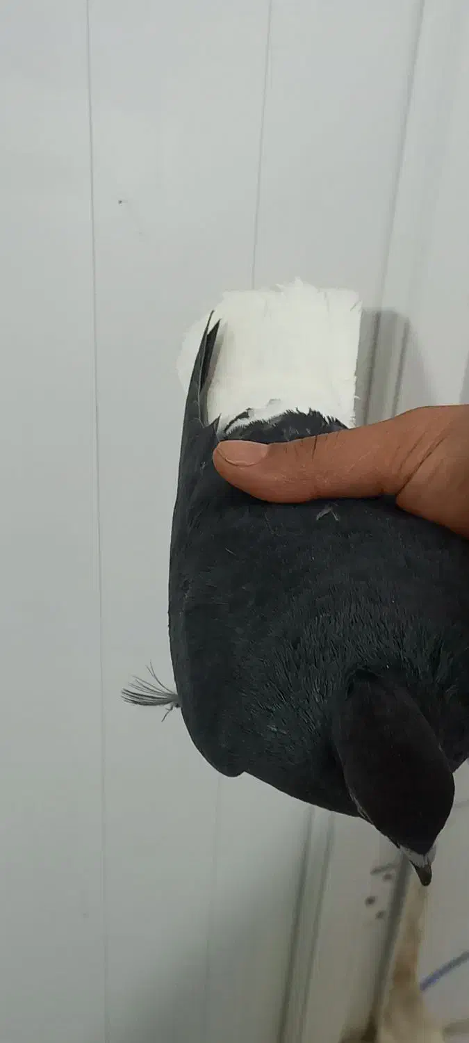 کبوتر دم سفید|پرنده|مشکیندشت, |دیوار