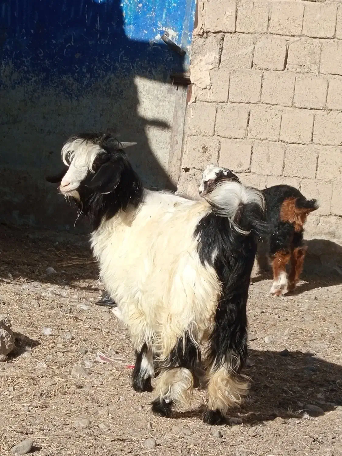 با سلام بزغاله ماده و یک بززایمان کرده|حیوانات مزرعه|لاجان, |دیوار