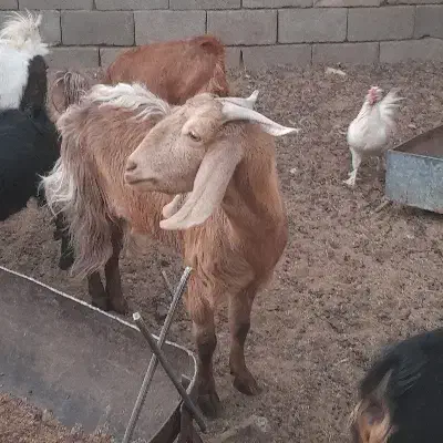 بز پاکستانی|حیوانات مزرعه|شهرضا, |دیوار