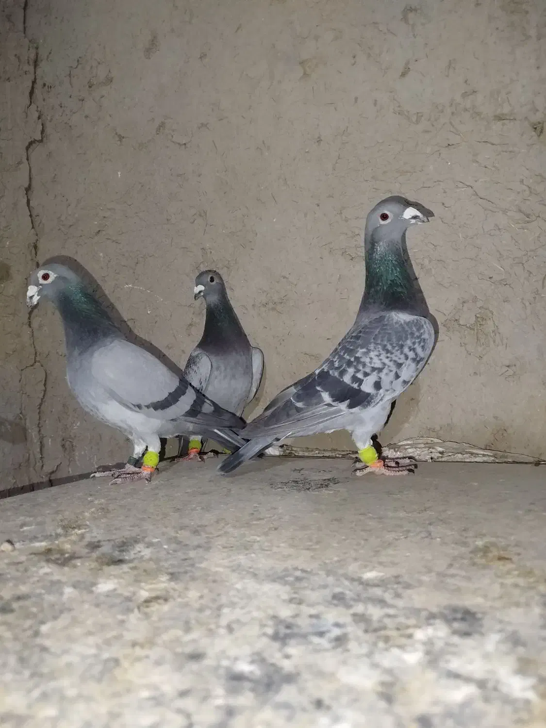 کبوتر|پرنده|مرودشت, دولت آباد|دیوار