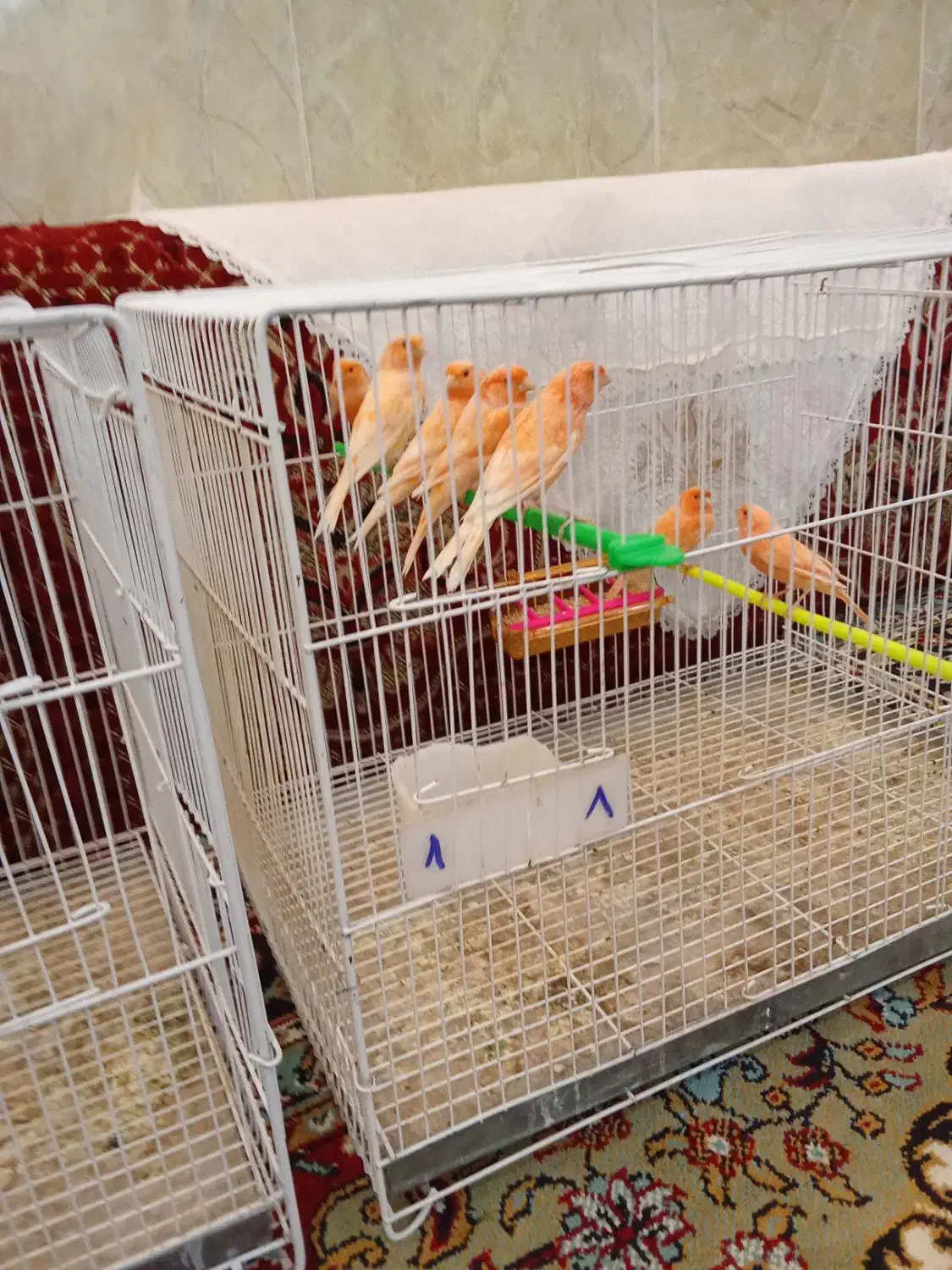 سلام 17عدد قناری درجه یک سالم بضمانت  فروشی|پرنده|تربت‌حیدریه, هاشمی‌نژاد|دیوار