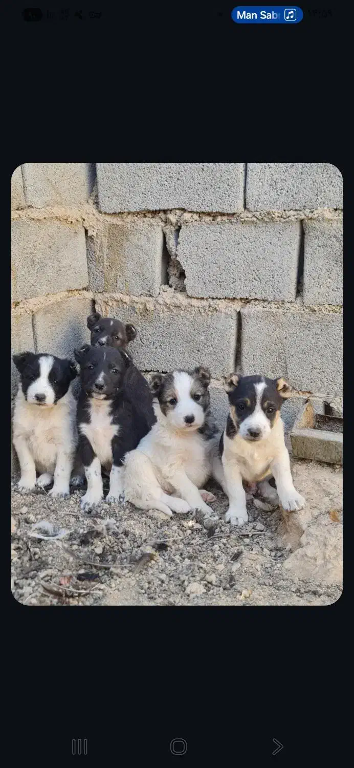 سگ افغان اصیل|سگ|سمنان, |دیوار