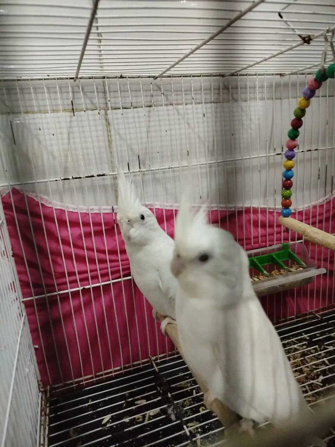 عروسی هلندی آلبینو|پرنده|مشهد, شهید قربانی|دیوار