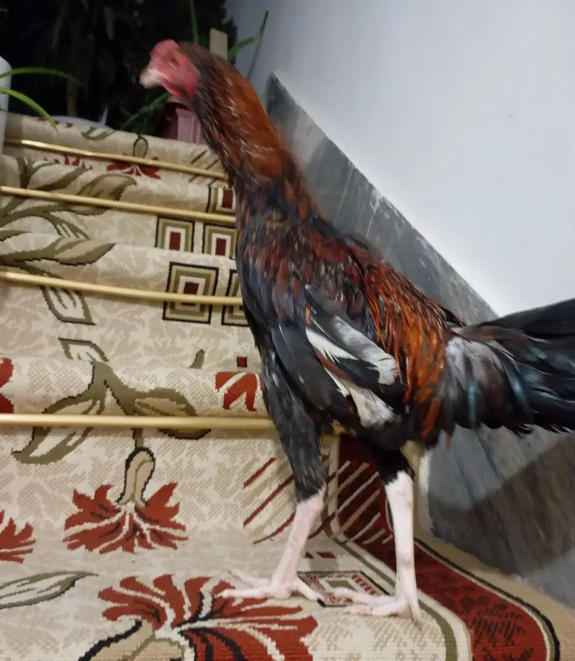 خروس لاری اصیل افغان بالغ|حیوانات مزرعه|محمدشهر, محمدشهر|دیوار