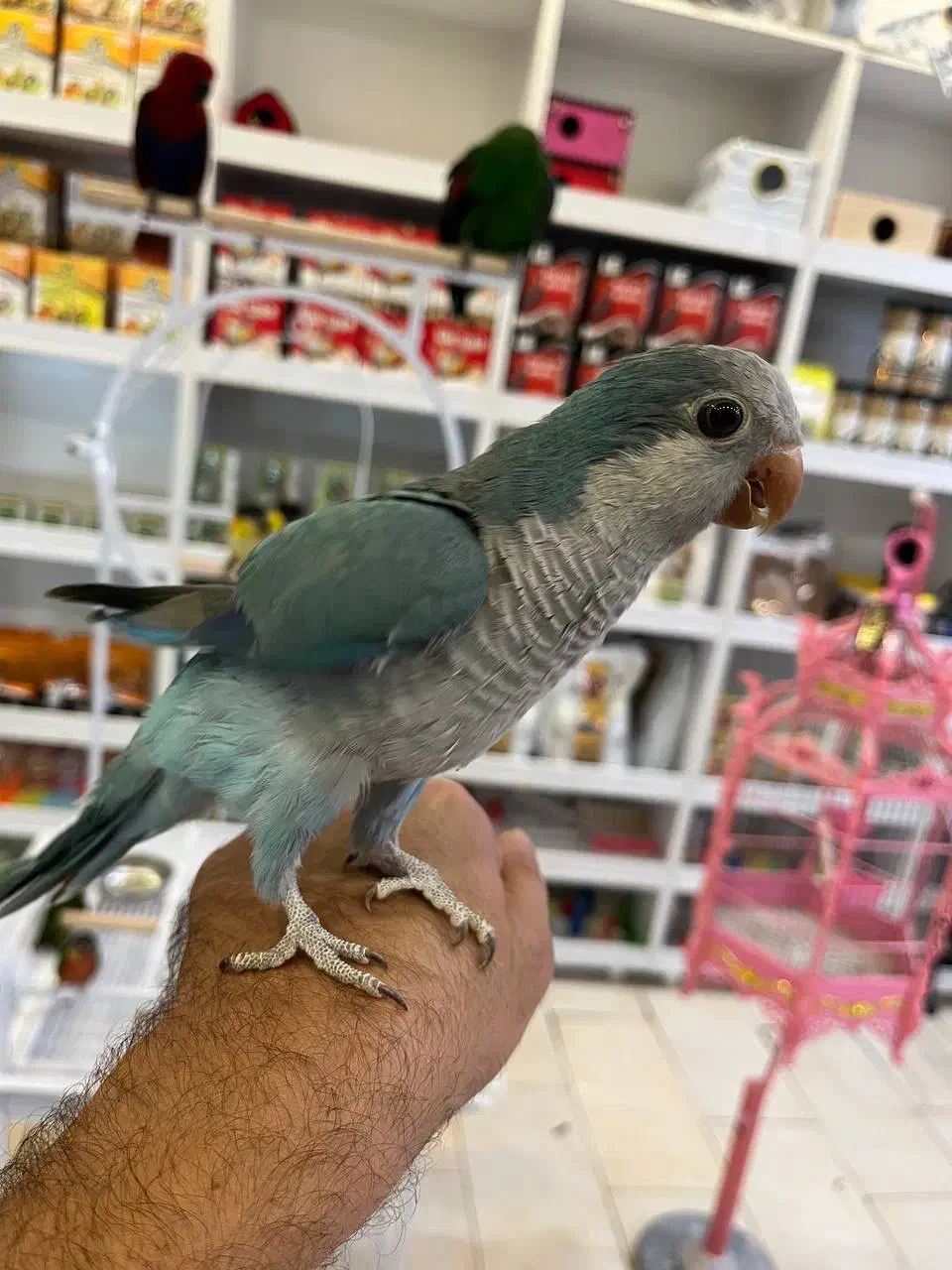 طوطی راهب سخنگو|پرنده|آمل, |دیوار