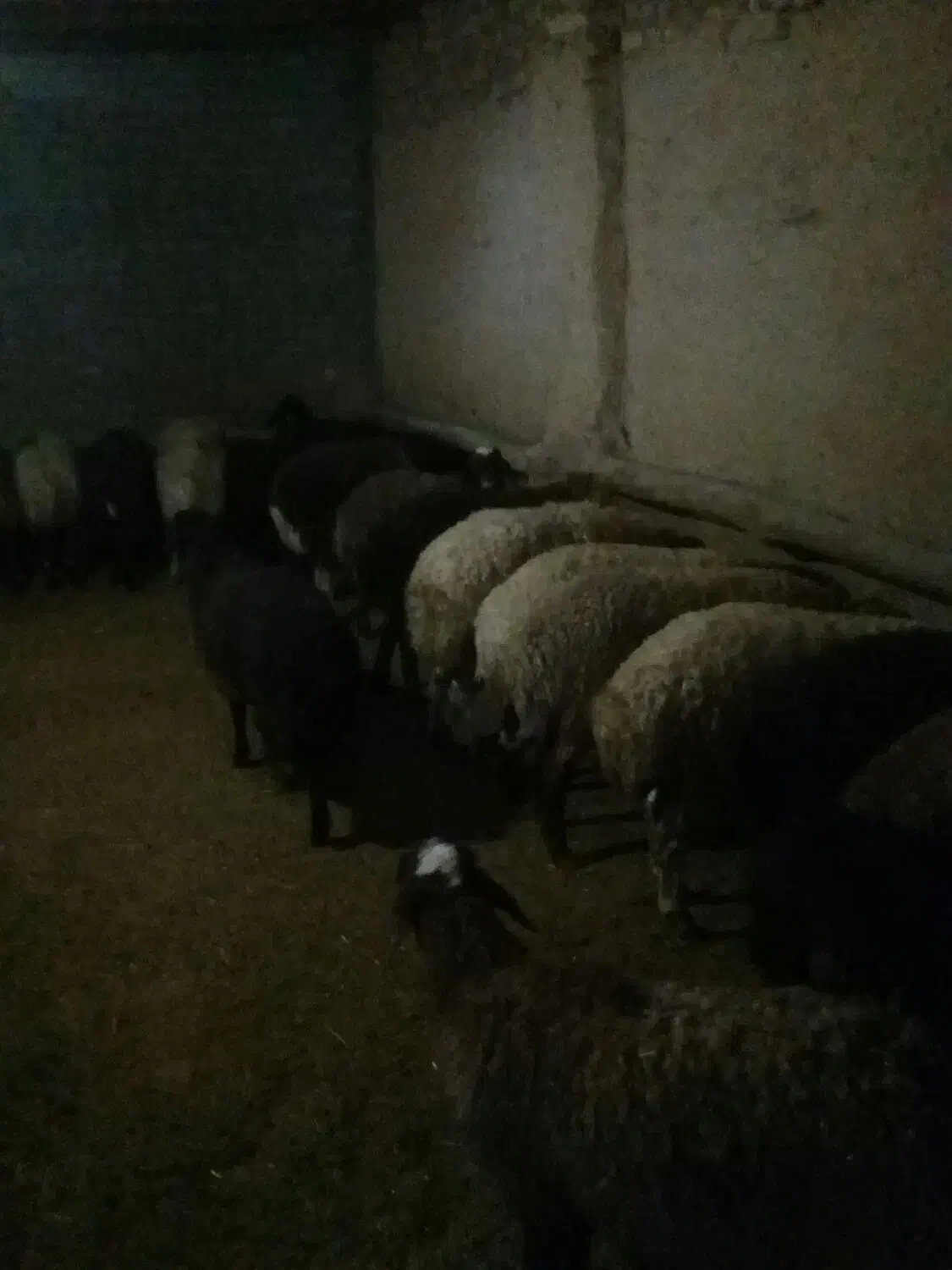 بره نر ماده|حیوانات مزرعه|بیرانوند, |دیوار