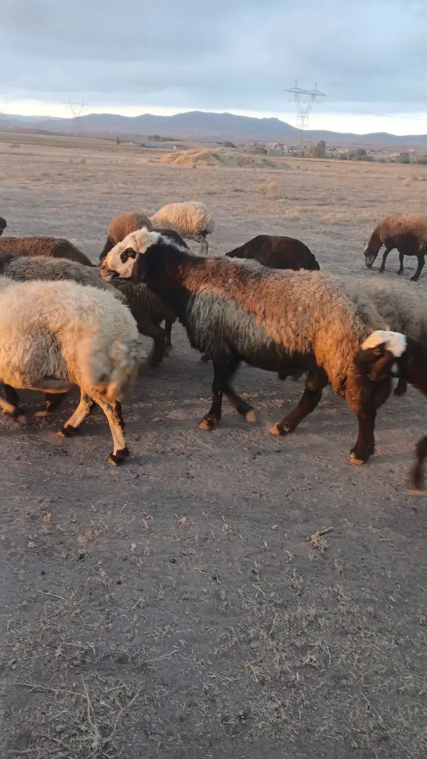 قوچ قمر|حیوانات مزرعه|ثمرین, |دیوار