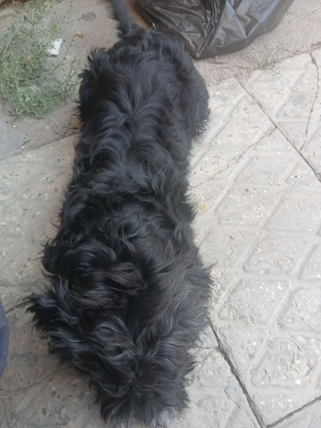 سگ پاپی|سگ|مبارکه, |دیوار