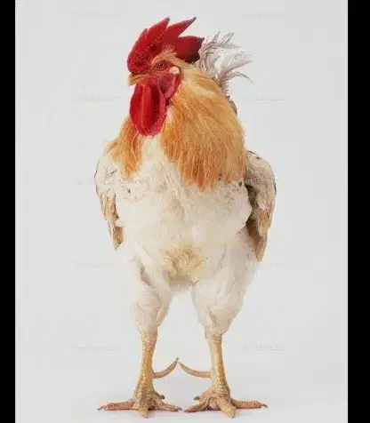 خروس محلی برای کشتاروقربانی|حیوانات مزرعه|دلیجان, |دیوار