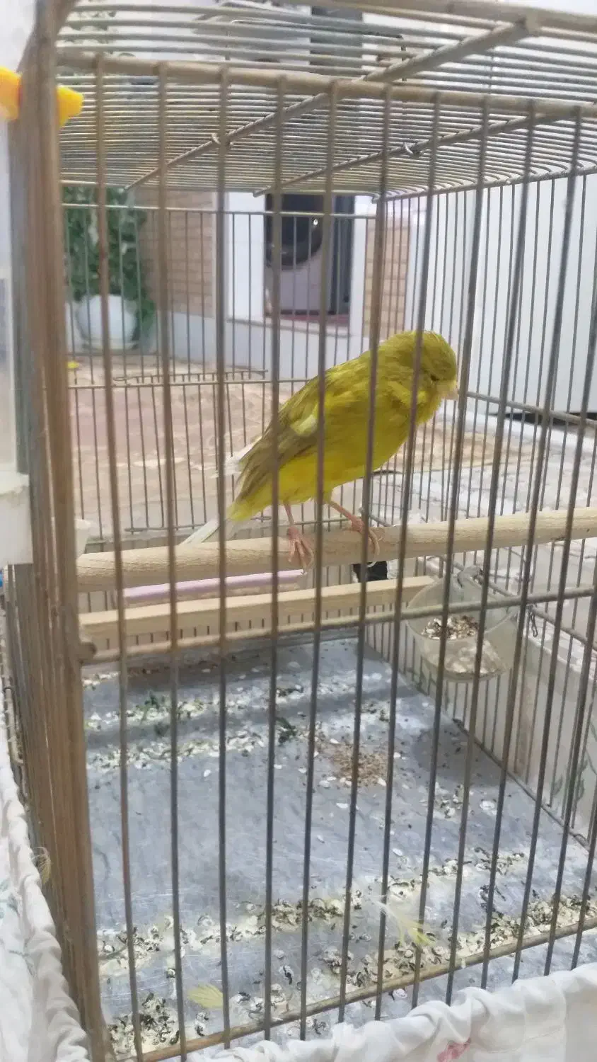 قناری خوشرنگ و خوش قد|پرنده|قزوین, |دیوار