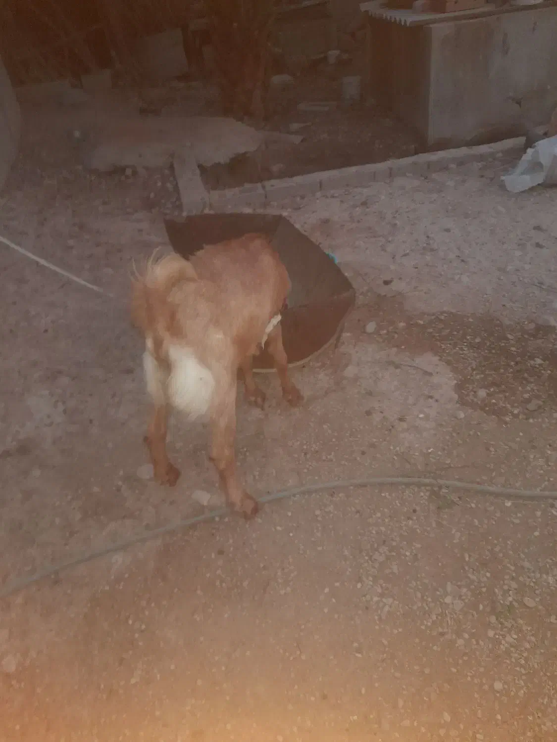 کهره نر فروشی|حیوانات مزرعه|وحدتیه, |دیوار