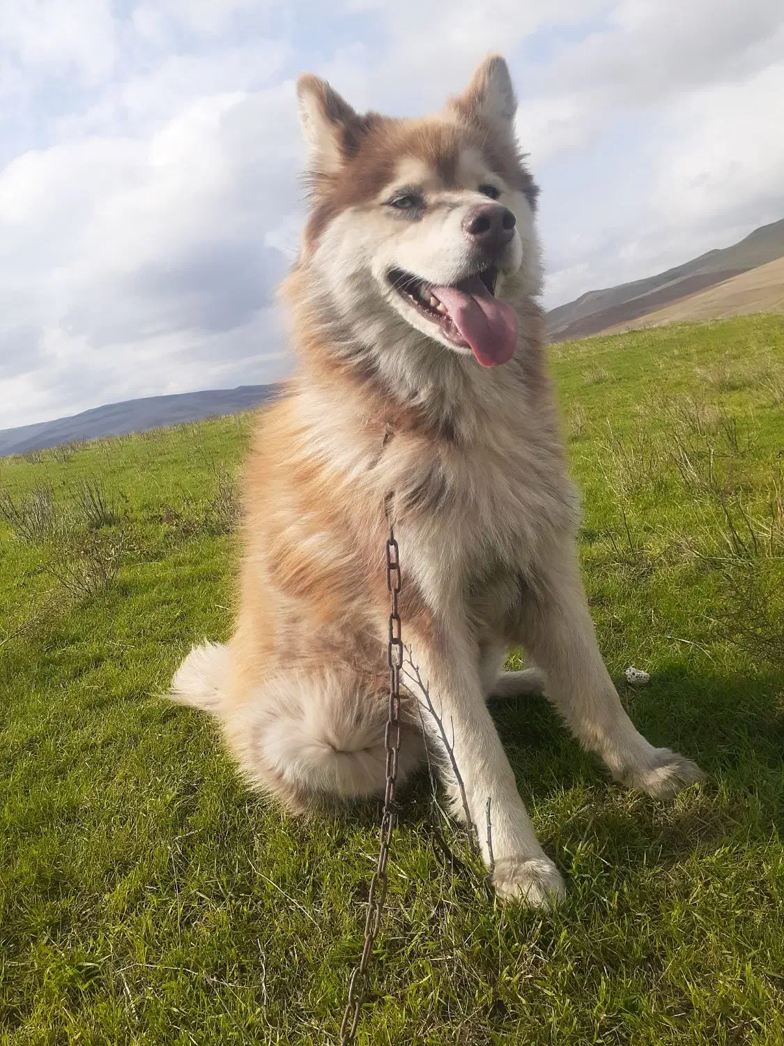 سگ هاسکی|سگ|گرمی, |دیوار