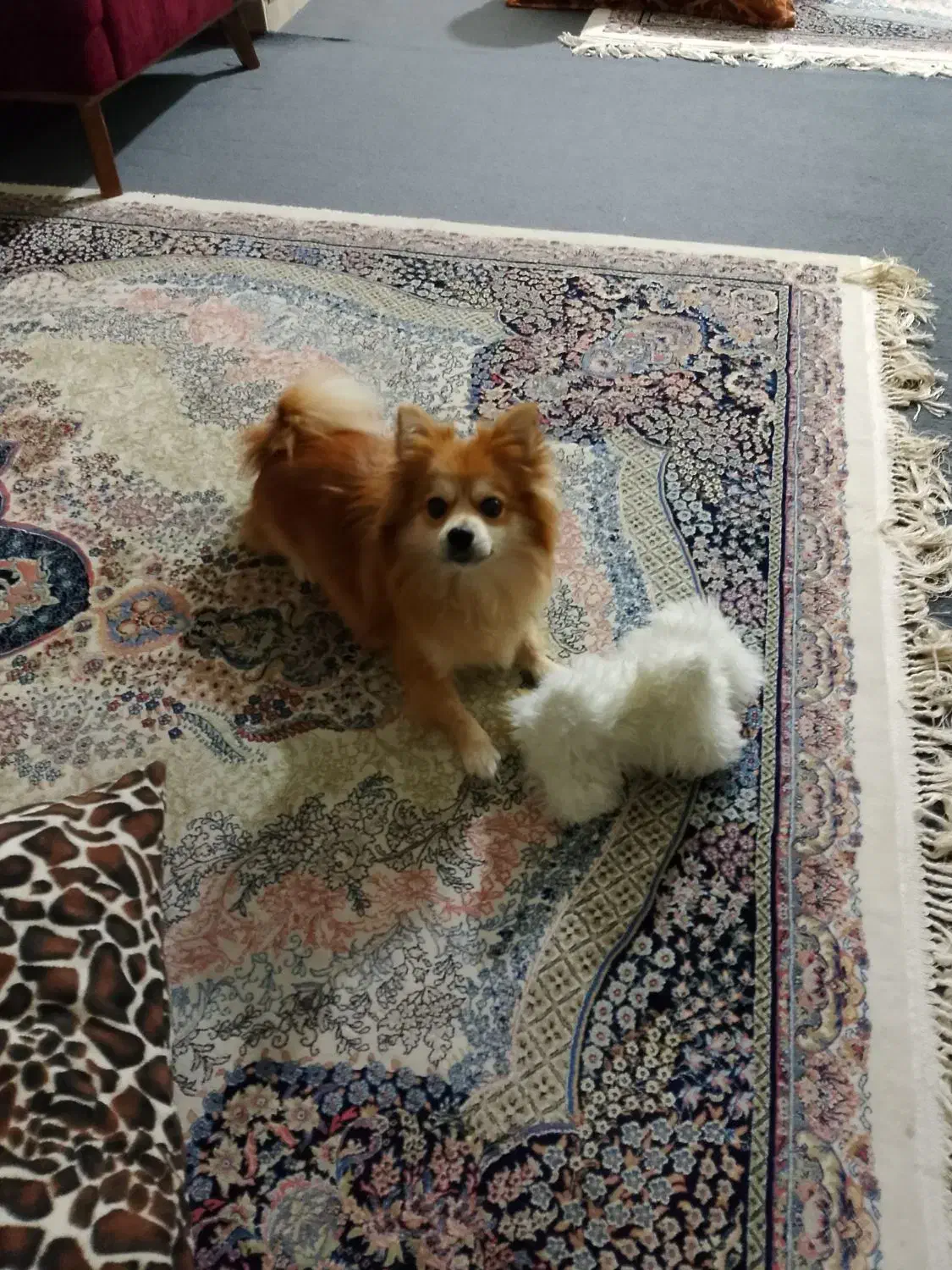 سگ پامر ماده|سگ|پاکدشت, پاکدشت (مامازند)|دیوار