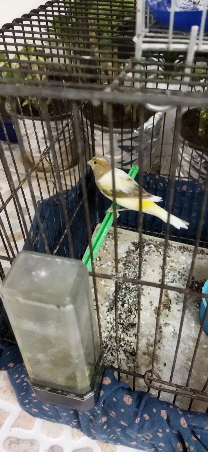 قناری و سهره قناری|پرنده|محمدشهر, سیدآباد|دیوار