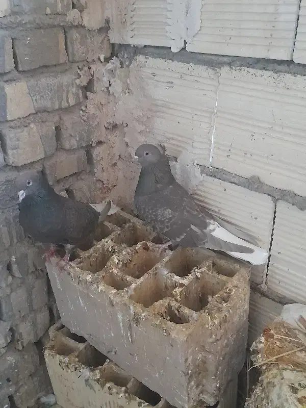 دم سفید|پرنده|بافق, |دیوار