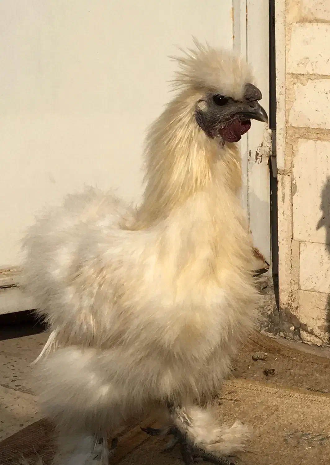 فروش|حیوانات مزرعه|تهران, شهرک ولیعصر شمالی|دیوار