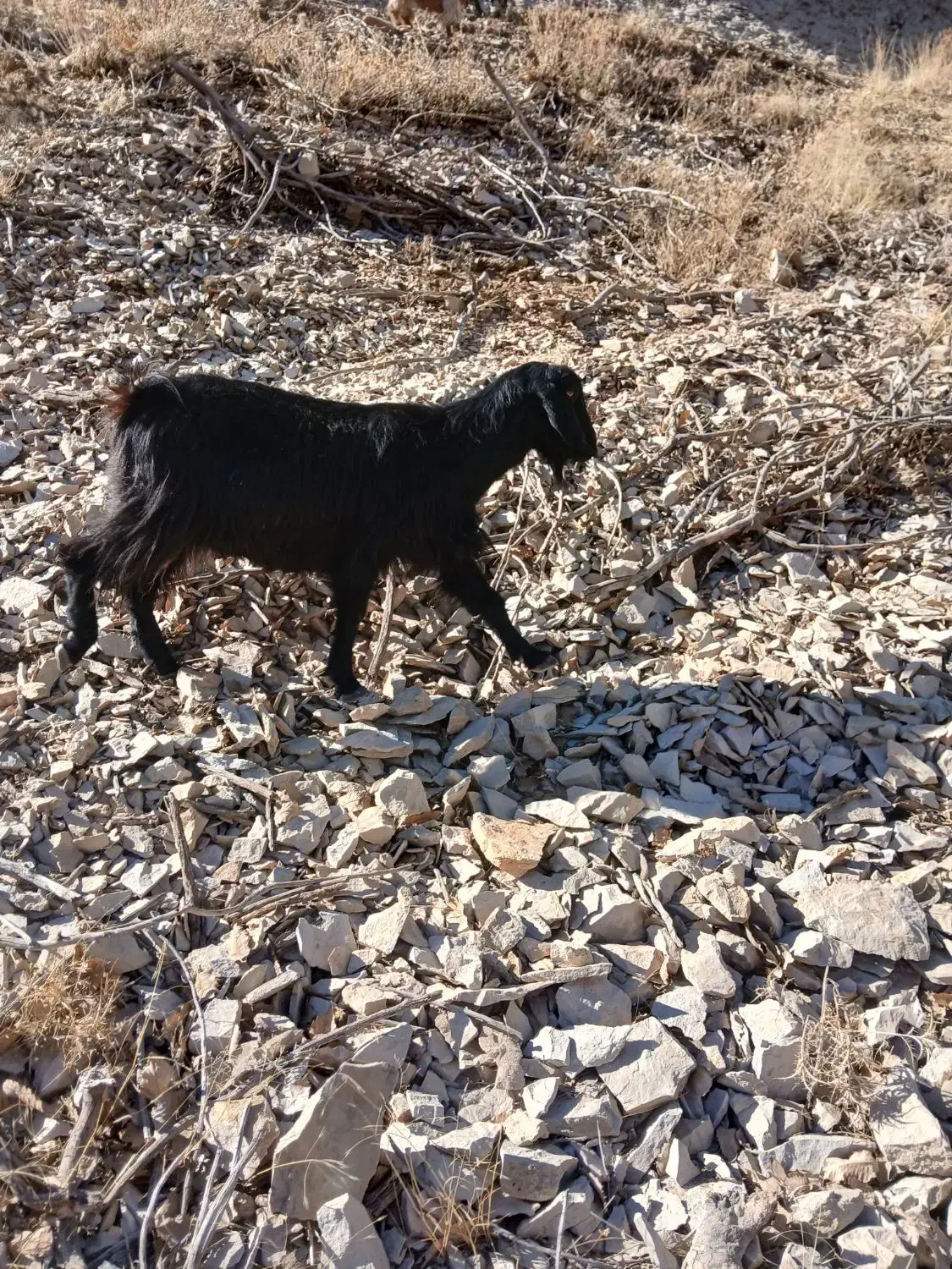 یه عددبزجوان آبستن بفروش میرسد|حیوانات مزرعه|سیوان, |دیوار