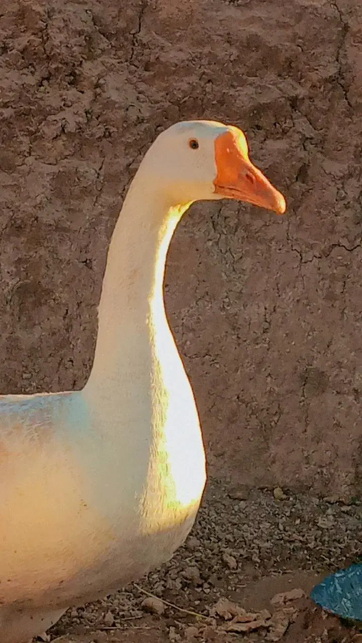 قو غاز نرجوان|حیوانات مزرعه|قزوین, |دیوار